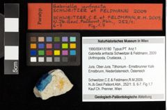 Foto (Objekt + Etiketten) von Gabriella anfracta (Schweitzer & Feldmann, 2009) 